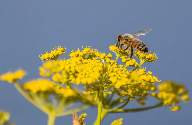 Cute cartoon bees buzzing around a honeycomb with flowers, representing funny bee puns, honey jokes, and creative bee-themed