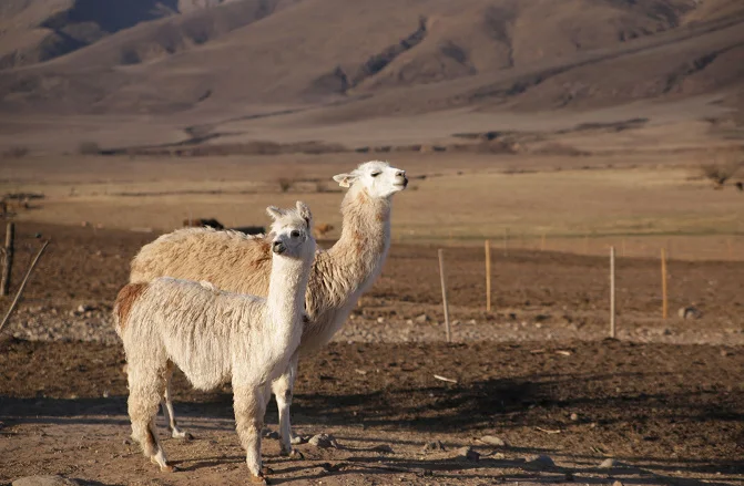 Clever llama puns featuring witty wordplay, funny llama jokes, and creative humor for captions, social media posts, and entertainment.