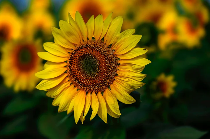 Cute Sunflower Captions for Instagram with bright yellow sunflowers blooming in a sunny field under a clear blue sky